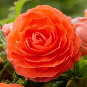 Begonia ( Tuberous)